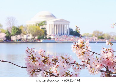 Cherry Blossoms At Tidal Basin, Washington DC