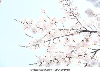 cherry blossoms in Tokyo japan - Shutterstock ID 1504295930