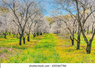 Cherry Blossoms Traverse City Michigan