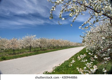 Cherry Blossoms, Traverse City Michigan