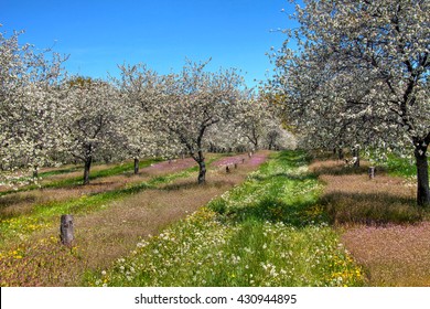 Cherry Blossoms, Traverse City Michigan