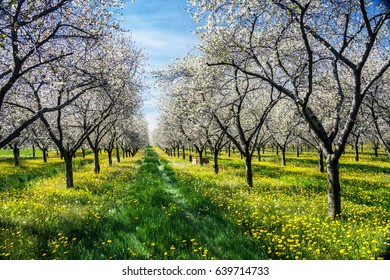 Cherry Blossoms Traverse City Michigan