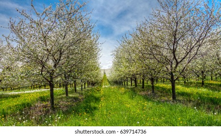 Cherry Blossoms Traverse City Michigan