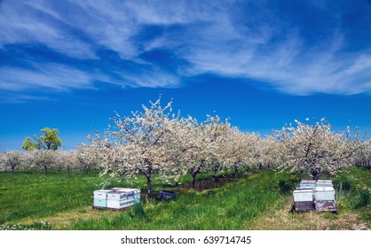 Cherry Blossoms Traverse City Michigan