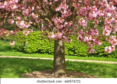 cherry blossoms tree, full bloom