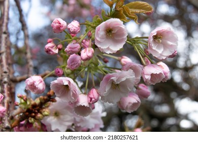 Cherry Blossoms At Trinity College In Dublin, Ireland, Bloom On A Bright Sunny Day In The Country's Capital. Beautiful, Dainty, Delicate, Lovely, Springtime, Flora, Nature, Rebirth. 