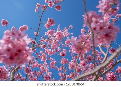 Cherry blossoms under clear blue sky in Qingjing Farm, Nantou, Taiwan