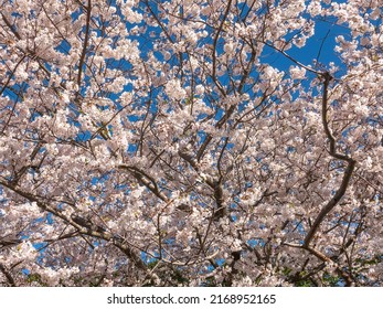 Cherry blossoms (unidentified species of tree) at end of March in an ornamental garden, low angle view, for background or element with motifs of spring, transition, profusion