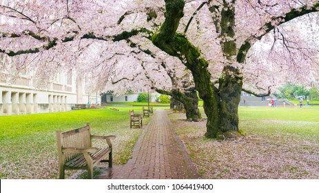 Cherry Blossoms, University Of Washington Campus, Seattle, WA.