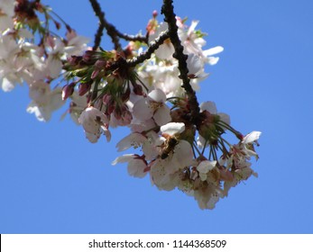 Cherry Blossoms Of Vancouver, Canada 2018