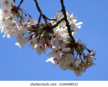 Cherry Blossoms Of Vancouver, Canada 2018