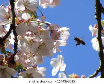 Cherry Blossoms Of Vancouver, Canada 2018