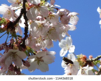 Cherry Blossoms Of Vancouver, Canada 2018