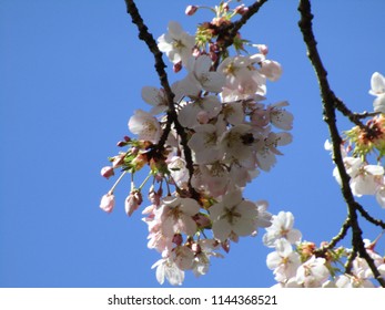 Cherry Blossoms Of Vancouver, Canada 2018