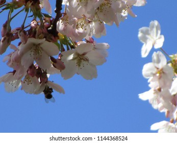 Cherry Blossoms Of Vancouver, Canada 2018