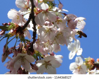 Cherry Blossoms Of Vancouver, Canada 2018