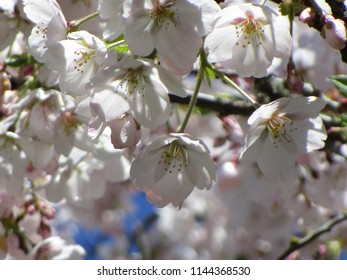 Cherry Blossoms Of Vancouver, Canada 2018