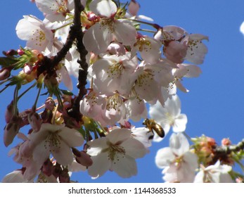 Cherry Blossoms Of Vancouver, Canada 2018