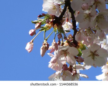 Cherry Blossoms Of Vancouver, Canada 2018