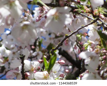 Cherry Blossoms Of Vancouver, Canada 2018