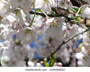 Cherry Blossoms Of Vancouver, Canada 2018