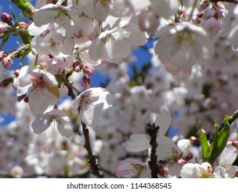 Cherry Blossoms Of Vancouver, Canada 2018