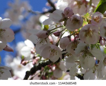 Cherry Blossoms Of Vancouver, Canada 2018