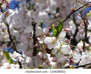 Cherry Blossoms Of Vancouver, Canada 2018