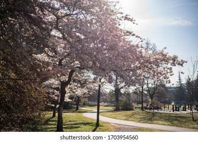 Cherry Blossoms In Vancouver Canada