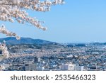 Cherry Blossoms Walking along the Hitome Senbonzakura from Funaoka Castle Ruins Park
