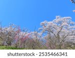 Cherry Blossoms Walking along the Hitome Senbonzakura from Funaoka Castle Ruins Park
