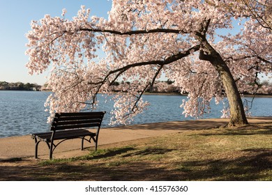 Cherry Blossoms In Washington DC