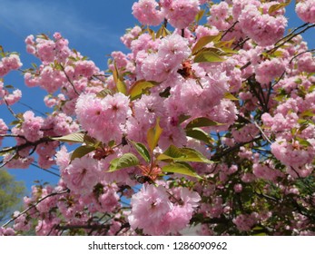 Cherry Blossoms In Washington Park, Albany, NY In May 2018.