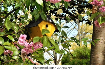 Cherry Blossoms And Yellow Bird House 