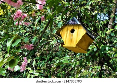 Cherry Blossoms And Yellow Bird House 