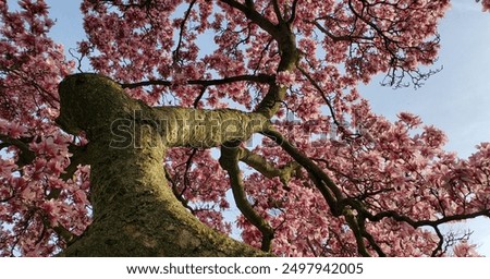 Cherry Blosson Tree in Spring