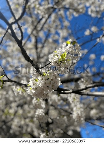Cherry Blosson Tree Spring Sunny Day