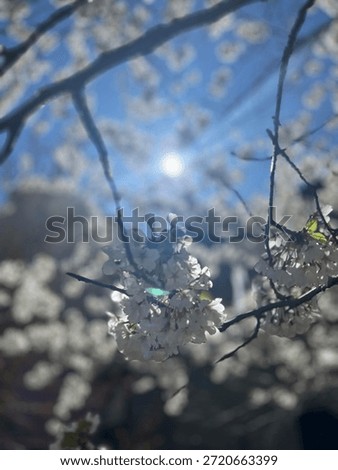 Cherry Blosson Tree Spring Sunny Day