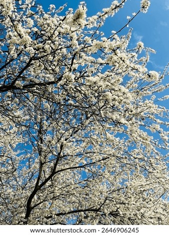 cherry blossons in the spring 