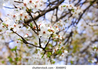 Cherry branch