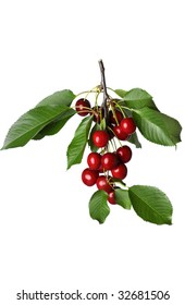 Cherry Branch