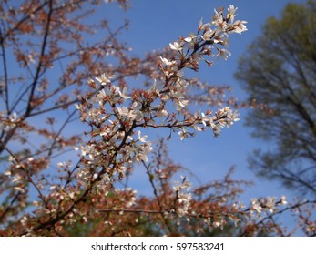 Cherry branch