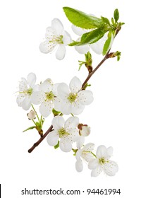 Cherry Branch