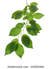 Cherry Branch With The Green Leaves, Isolated On White