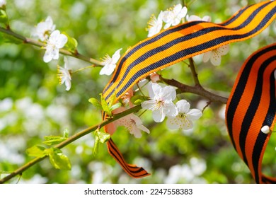 Cherry branch and Saint Georges ribbon. Cherry blossoms in spring.  Traditional symbol of 9 May  1945, Victory Day  - Shutterstock ID 2247558383