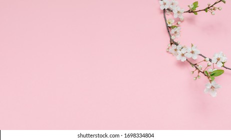 Cherry branch with white blooming flowers. Tender photo with a branch of blooming cherry with white flowers and green leaves on a pink background. Place for text or logo. Flat lay. Spring time. - Powered by Shutterstock