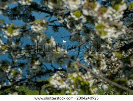 Cherry branches forming a natural frame with a swan on a lake in the centre.