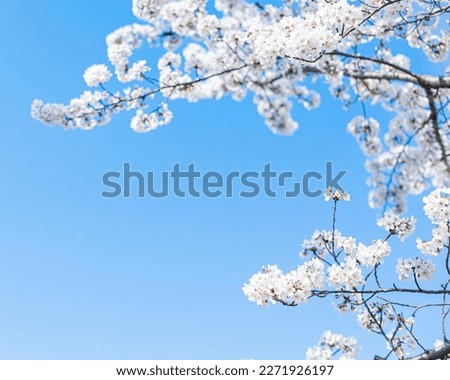 Cherry branches with fresh white cherry blossoms in full bloom against a blue sky background