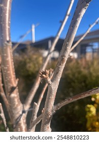 cherry bud on a spring tree