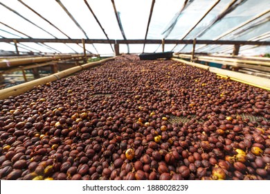 Cherry coffee beans,yellow coffee ripeness dry process coffee